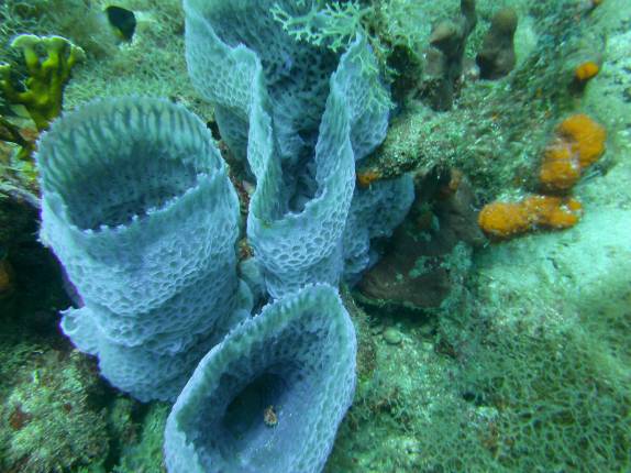 Esponjas azuis e quase fosforescentes, em Yellow Monkey, na costa de Montserrat, no Caribe